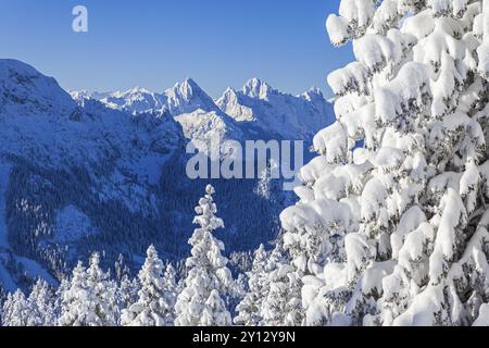 Winter landscape and snow-covered trees in front of mountains, winter, sun, Tegelberg, Ammergau Alps, Upper Bavaria, Bavaria, Germany, Europe Stock Photo