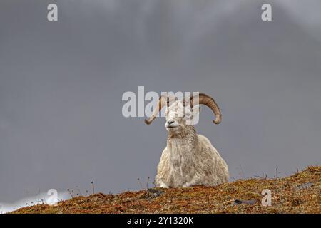 Dall sheep, Alaska snow sheep, Ovis dalli, lying in front of snowy mountains, frontal, Brooks Range, Alaska, USA, North America Stock Photo