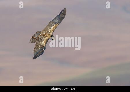 Bearded Vulture, Lammergeier, Gypaetus barbatus, Gypaetus barbatus meridionalis, Gypaete barbu, Quebrantahuesos, Giant's Castle Hide, Imbabazane Local Stock Photo