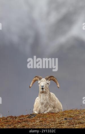 Dall sheep, Alaska snow sheep, Ovis dalli, lying in front of snowy mountains, frontal, Brooks Range, Alaska, USA, North America Stock Photo