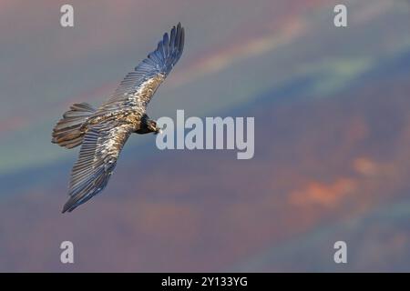 Bearded vulture, bearded vulture (Gypaetus barbatus), Gypaetus barbatus meridionalis, Giant's Castle Hide, Imbabazane Local Municipality, KwaZulu-Nata Stock Photo