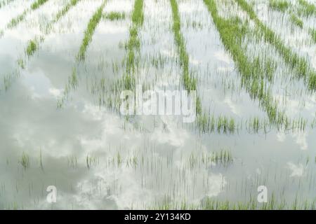 Closeup photo of green grass growing on a swamp area and reflection in water surface, nature background Stock Photo