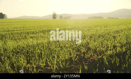 Vibrant green young corn plants, seedlings on dark brown fertile, moist soil. Corn field, warm spring day, growing corn in an agricultural field with Stock Photo