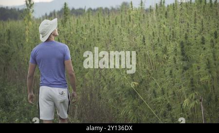 Professional researchers working in a hemp field, they are checking plants and doing a quality control, alternative medicine and cannabis sativa produ Stock Photo