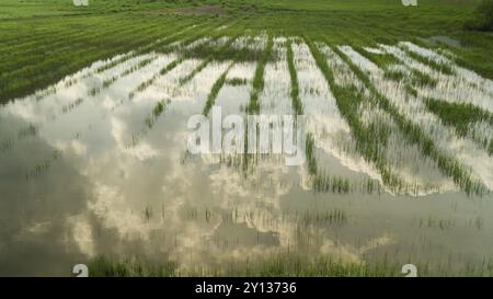 Closeup photo of green grass growing on a swamp area and reflection in water surface, nature background Stock Photo