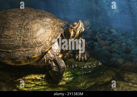 Western painted turtle chrysemys picta sitting on rock basking in late morning sun in fresh water pond Stock Photo