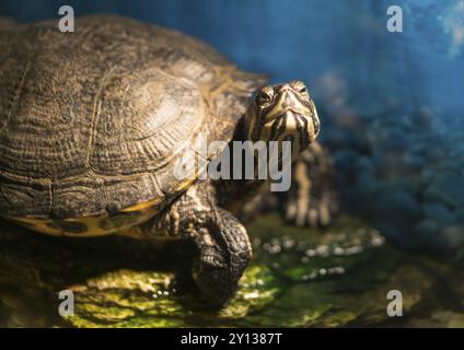 Western painted turtle chrysemys picta sitting on rock basking in late morning sun in fresh water pond Stock Photo