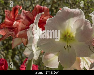 Close-up of red and white amaryllis flowers blooming in a garden, amsterdam, the netherlands Stock Photo