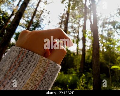 View inside of a pine forest Stock Photo