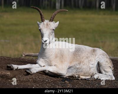 Thin horned sheep taking in the sun. Stock Photo