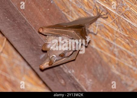 Gambian epauletted fruit bat, Toubacouta, Senegal, March 2024 Stock Photo