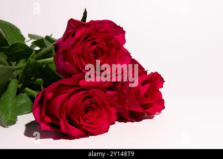 Vibrant red roses set against a clean white background. The roses are the main focal point, displaying their rich color and delicate petals. Stock Photo