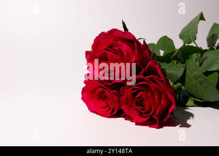 Vibrant red roses set against a clean white background. The roses are the main focal point, displaying their rich color and delicate petals. Stock Photo