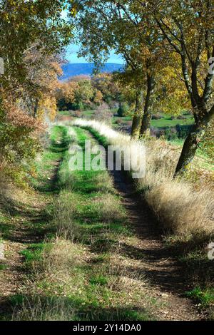 A tranquil, grassy path winding through a forest in the midst of autumn. Allin Valley, Navarra, Spain. The trees lining the path. Stock Photo