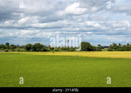 August 31, 2024, Nakhon Pathom, Thailand: A large view of a green field, on a cloudy day, in Nakhon Pathom province, in Thailand. Nakhon Pathom province, west of Bangkok, is one of Thailand's oldest cities, with fertile lands supporting a variety of crops, including rice, coconuts, and sugarcane, making agriculture a vital part of the local economy. (Credit Image: © Nathalie Jamois/SOPA Images via ZUMA Press Wire) EDITORIAL USAGE ONLY! Not for Commercial USAGE! Stock Photo