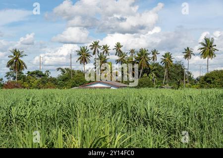 August 31, 2024, Nakhon Pathom, Thailand: A view of a house in a sugarcane field, in Nakhon Pathom province, in Thailand. Nakhon Pathom province, west of Bangkok, is one of Thailand's oldest cities, with fertile lands supporting a variety of crops, including rice, coconuts, and sugarcane, making agriculture a vital part of the local economy. (Credit Image: © Nathalie Jamois/SOPA Images via ZUMA Press Wire) EDITORIAL USAGE ONLY! Not for Commercial USAGE! Stock Photo