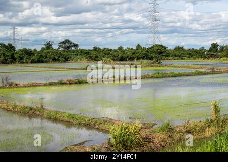 August 31, 2024, Nakhon Pathom, Thailand: A large view of rice fiels during the monsoon season, in Nakhon Pathom province, in Thailand. Nakhon Pathom province, west of Bangkok, is one of Thailand's oldest cities, with fertile lands supporting a variety of crops, including rice, coconuts, and sugarcane, making agriculture a vital part of the local economy. (Credit Image: © Nathalie Jamois/SOPA Images via ZUMA Press Wire) EDITORIAL USAGE ONLY! Not for Commercial USAGE! Stock Photo