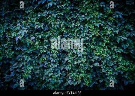 Virginia creeper leaves on wall as garden decoration, wallpaper Stock Photo