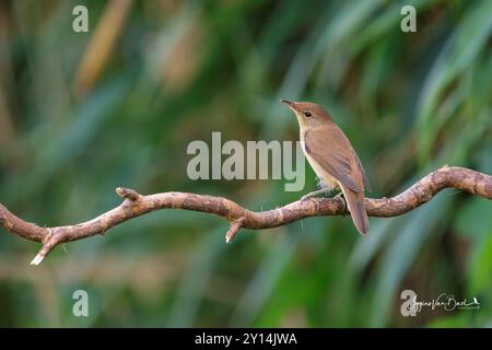 common reed warbler, Acrocephalus scirpaceus Stock Photo