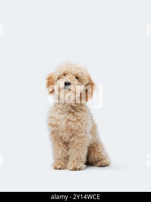 A cute and very happy fluffy (hairy) apricot (blonde, ginger, sandy ...