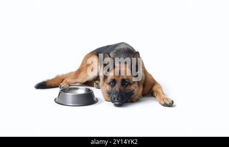 Disappointed hungry dog waiting next to an empty bowl, pet food concept Stock Photo