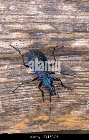 Carabus intricatus, blue ground beetle Stock Photo - Alamy