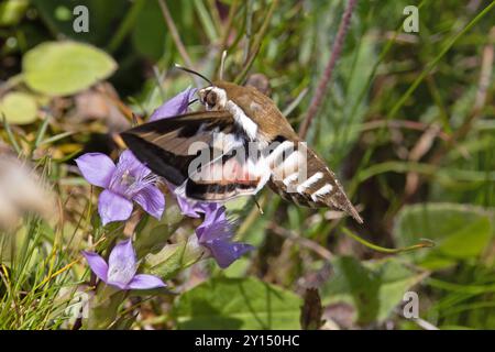 Bedstraw Hawk-moth (Hyles gallii) Switzerland August 2024 Stock Photo