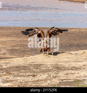 South Africa, Kruger National Park, African Hawk-Eagle (Aquila spilogastra or Hieraaetus spilogaster), Juvenile Stock Photo