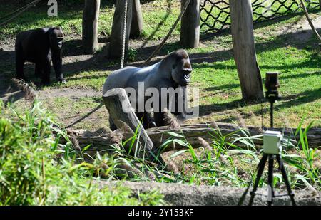 05 September 2024, Berlin: Male gorilla Sango (r) moves around his enclosure during the presentation of a research project based on artificial intelligence by the Hasso Plattner Institute and Berlin Zoological Garden and is observed by a camera (in the foreground on a tripod). Students at the Hasso Plattner Institute (HPI) have developed a model that can use AI to distinguish and recognize individual gorillas and thus draw conclusions about their behavioral patterns. Cameras have been installed on the gorillas' outdoor enclosure that can recognize individual gorillas. Stock Photo