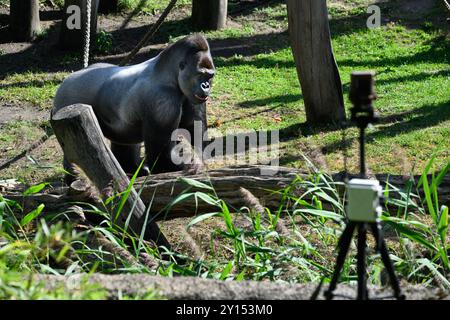 05 September 2024, Berlin: Male gorilla Sango moves around his enclosure while being observed by a camera (in the foreground on a tripod) during the presentation of a research project based on artificial intelligence by the Hasso Plattner Institute and the Berlin Zoological Garden. Students at the Hasso Plattner Institute (HPI) have developed a model that can use AI to distinguish and recognize individual gorillas and thus draw conclusions about their behavioral patterns. Cameras have been installed on the gorillas' outdoor enclosure that can recognize individual gorillas. Stock Photo