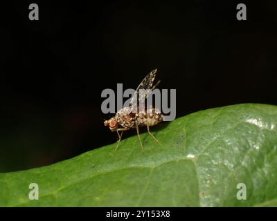 Spotted Fly Perched on Green Leaf Stock Photo