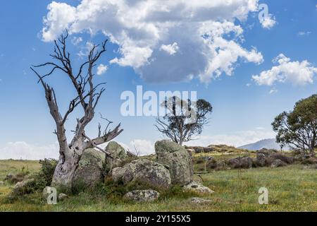 A tranquil moment in Namadgi National Park reveals a striking landscape with unique rock formations and weathered trees by Bogong Creek. Stock Photo