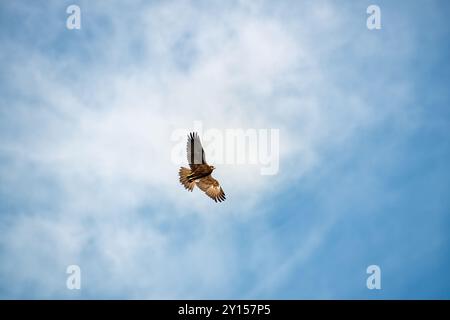 Marsh harrier, spreading its wings, soars above the ground against the background of the blue sky Stock Photo