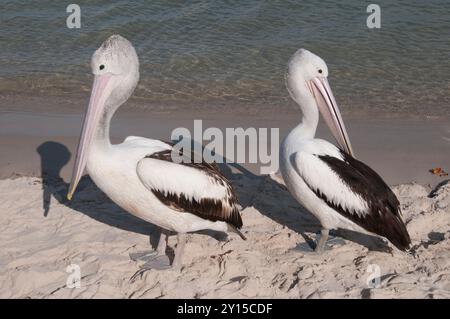 Australian Pelicans browse along the shoreline at Golden Beach, Caloundra, Sunshine Coast, Queensland Stock Photo