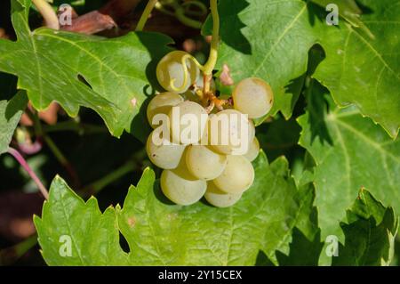 Bunch of white grapes, Mediterranean vineyard harvest in Mediterranean vineyard for Spanish wine production. Stock Photo