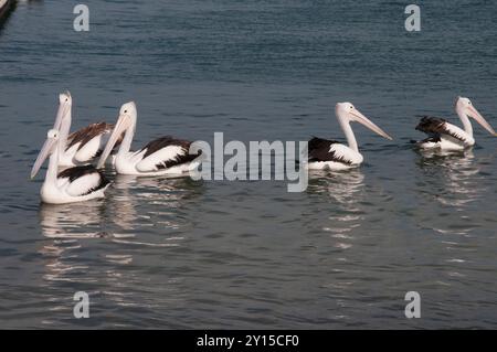 Australian Pelicans browse along the shoreline at Golden Beach, Caloundra, Sunshine Coast, Queensland Stock Photo