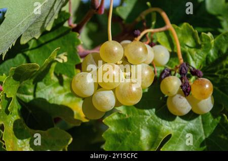 Bunch of white grapes, Mediterranean vineyard harvest in Mediterranean vineyard for Spanish wine production. Stock Photo