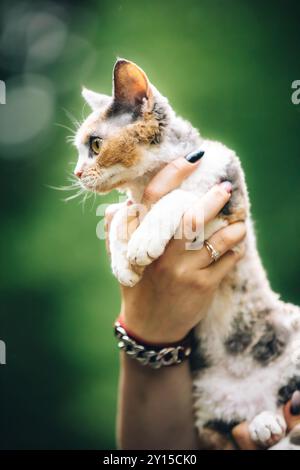 Obedient Devon Rex Cat With White-red Spotted Fur Color Sitting On Hands. Cats Portrait. Curious Playful Funny Cute Beautiful Devon Rex Cat. Amazing Stock Photo