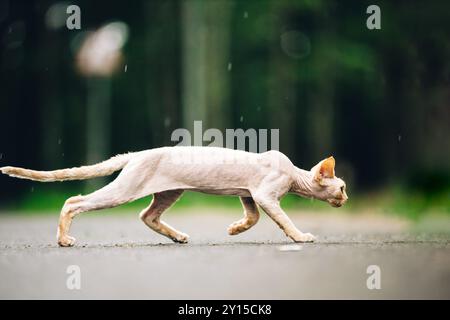 Curious Funny Cute Beautiful Playful Devon Rex Cat Walking. Devon Rex Cat With Cream Fur Color On Walking Gracefully Under Rain. Green Eyes. Amazing Stock Photo
