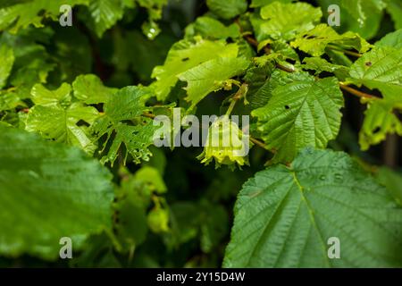 Young unripe hazelnuts on tree branches closeup. Stock Photo