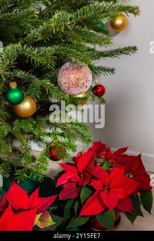 Bright red Poinsettia flowers under a decorated holiday tree, Merry Christmas concept Stock Photo