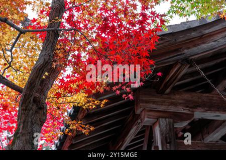 red maple tree branch  roof  traditional japanese temple in autumn. kyoto Stock Photo