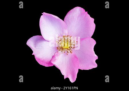 Pink rose hip flower isolated on black. Close-up. Stock Photo