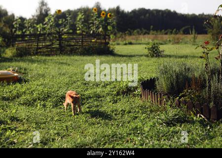 A small ginger kitten walks through a lush green garden on a sunny day, with sunflowers and wooden fencing in the background. Stock Photo