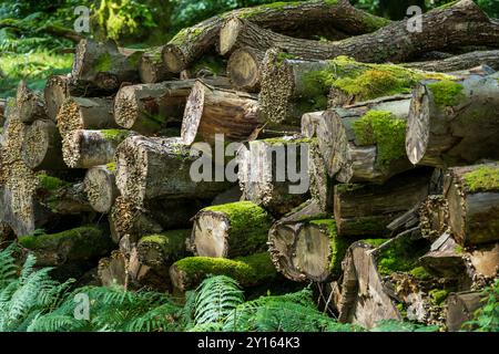 Felled trees stored in a log pile like a work of art. Stock Photo