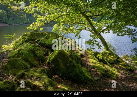 Lush forest floor of green lichens and mosses with leaning backlit tree shading the rocks. Stock Photo
