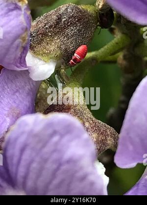 Mountain Laurel Scarlet Mirid (Lopidea major) Insecta Stock Photo - Alamy