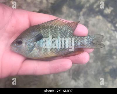 Longear Sunfish Complex (Lepomis megalotis) Actinopterygii Stock Photo