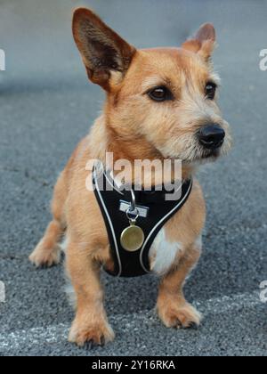 An isolated, front profile, close-up portrait, of a young, golden brown, male, Norfolk cross Jack Russell Terrier dog, standing on concrete outdoors. Stock Photo