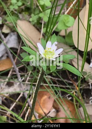 Tenpetal Anemone (Anemone berlandieri) Plantae Stock Photo